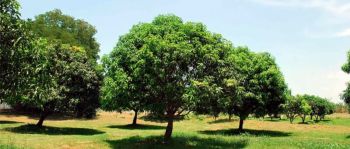 Mango farm in Mindanao, Philippines